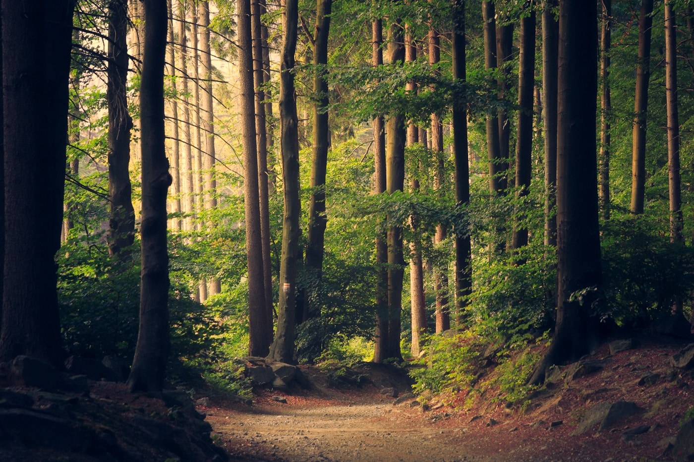 Tree-lined path near Little Guilin